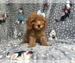 Small #6 Cavapoo