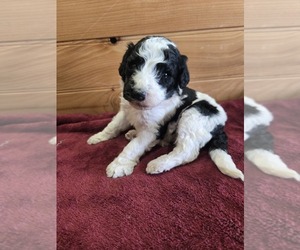 Poodle (Standard) Puppy for sale in WILLIAMSTOWN, KY, USA