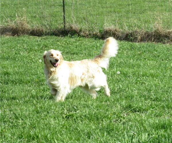 Medium Photo #1 Golden Retriever Puppy For Sale in MOBERLY, MO, USA