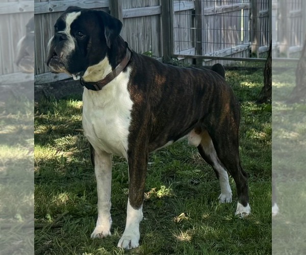 Medium Photo #1 Boxer Puppy For Sale in PAWNEE CITY, NE, USA