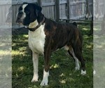Small Photo #1 Boxer Puppy For Sale in PAWNEE CITY, NE, USA