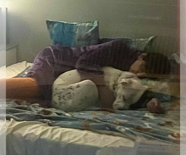 Medium Photo #13 American Bulldog Puppy For Sale in Atlanta, GA, USA