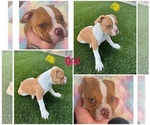 Puppy Luna American Bulldog