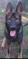 German Shepherd Dog Puppy for sale in WAKE FOREST, NC, USA