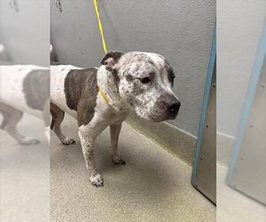 Mutt Dogs for adoption in Las Vegas, NV, USA