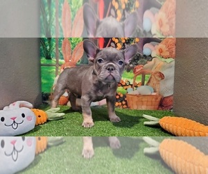 French Bulldog Puppy for sale in MARYVILLE, TN, USA
