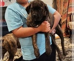 Small Photo #2 Mastiff Puppy For Sale in MERCED, CA, USA
