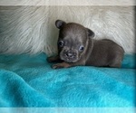 Small #1 French Bulldog