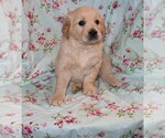 Small #4 English Cream Golden Retriever