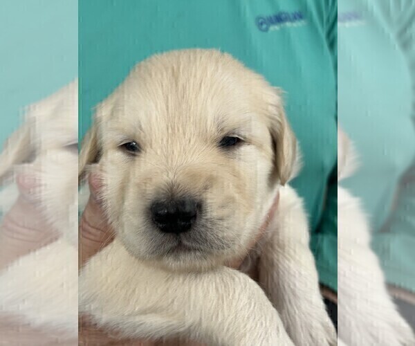 Medium Photo #2 Golden Pyrenees Puppy For Sale in WEATHERFORD, TX, USA