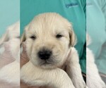 Small Photo #2 Golden Pyrenees Puppy For Sale in WEATHERFORD, TX, USA