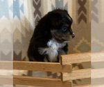 Small #7 Shel-Aussie
