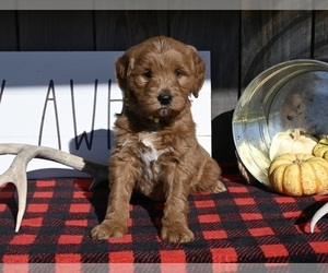 Goldendoodle (Miniature) Puppy for sale in MILLERSBURG, OH, USA