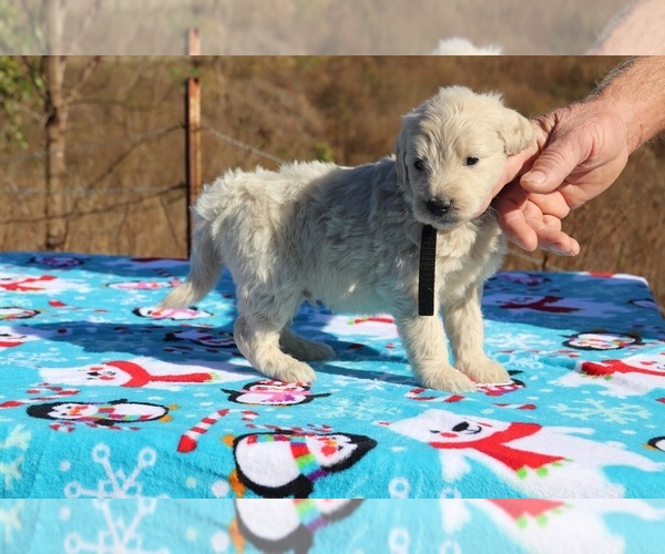 Medium Photo #23 Goldendoodle Puppy For Sale in UNION CITY, TN, USA