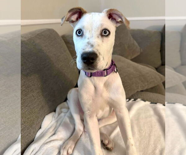 Medium Photo #3 Siberian Husky-Unknown Mix Puppy For Sale in GILBERTS, IL, USA