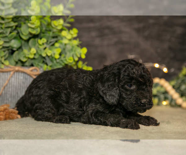 Medium Photo #10 Poodle (Miniature) Puppy For Sale in WOLCOTTVILLE, IN, USA