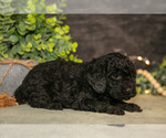 Small Photo #10 Poodle (Miniature) Puppy For Sale in WOLCOTTVILLE, IN, USA