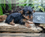 Small #2 Yorkshire Terrier