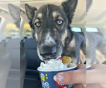 Small #11 German Shepherd Dog
