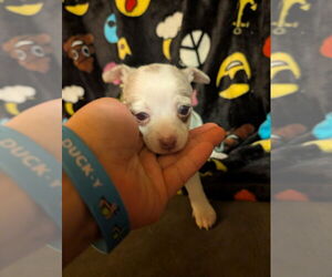 Chihuahua Puppy for Sale in MARION, Virginia USA