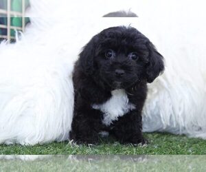 Cavachon Puppy for sale in MARIETTA, GA, USA