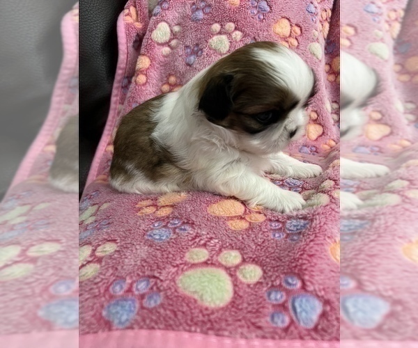 Medium Photo #6 Shih Tzu Puppy For Sale in DOWNEY, CA, USA