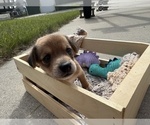 Puppy Princess Beagle-Shiba Inu Mix