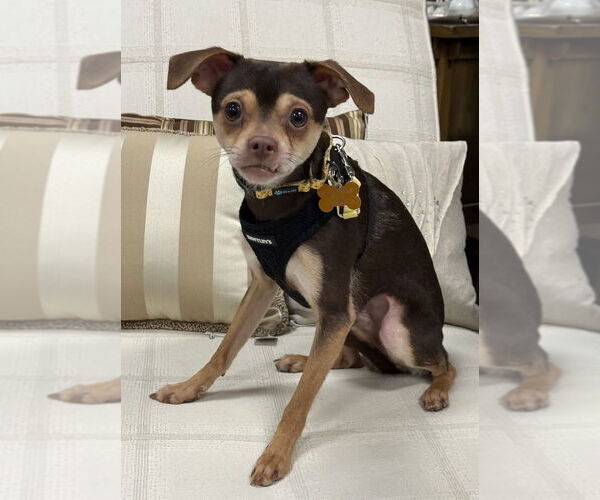 Medium Photo #8 Chihuahua-Unknown Mix Puppy For Sale in Mundelein, IL, USA