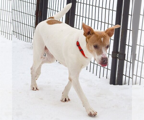 Medium Photo #9 American Staffordshire Terrier-Pointer Mix Puppy For Sale in Huntley, IL, USA