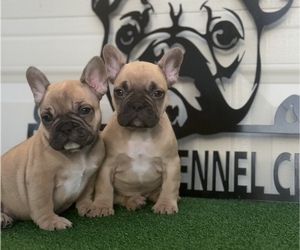 French Bulldog Puppy for Sale in RODEO, California USA