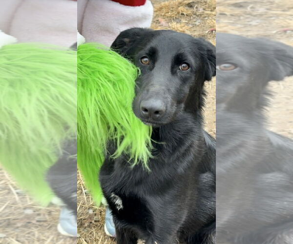 Medium Photo #2 Golden Shepherd Puppy For Sale in Thomasville, NC, USA