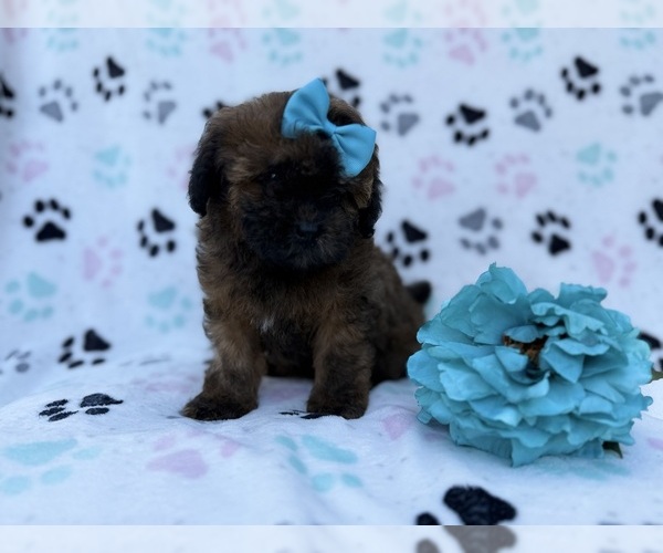 Medium Photo #2 Shih-Poo Puppy For Sale in LAKELAND, FL, USA