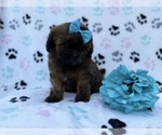 Small #1 Shih-Poo