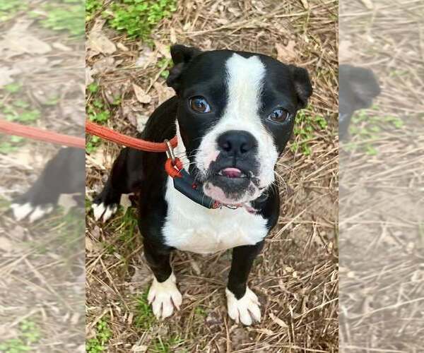 Medium Photo #3 Boston Terrier Puppy For Sale in New York, NY, USA