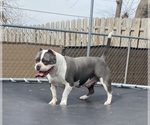Small Photo #5 American Bully Puppy For Sale in MONROE, MI, USA