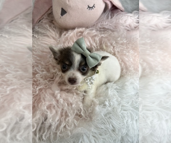 Medium Photo #25 Chihuahua Puppy For Sale in AVONDALE ESTATES, GA, USA