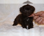 Small #1 ShihPoo