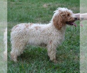 Poodle (Standard) Puppy for sale in SHIPPENSBURG, PA, USA