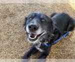 Small #5 Border Collie Mix
