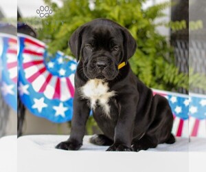 Cane Corso Puppy for Sale in GAP, Pennsylvania USA