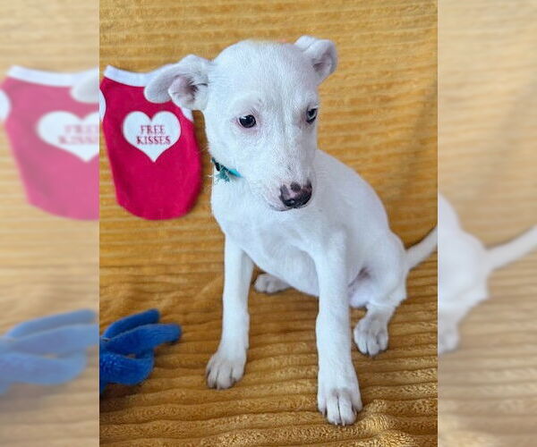 Medium Photo #1 Labrador Retriever-Unknown Mix Puppy For Sale in Genesee, WI, USA