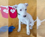 Small Labrador Retriever Mix