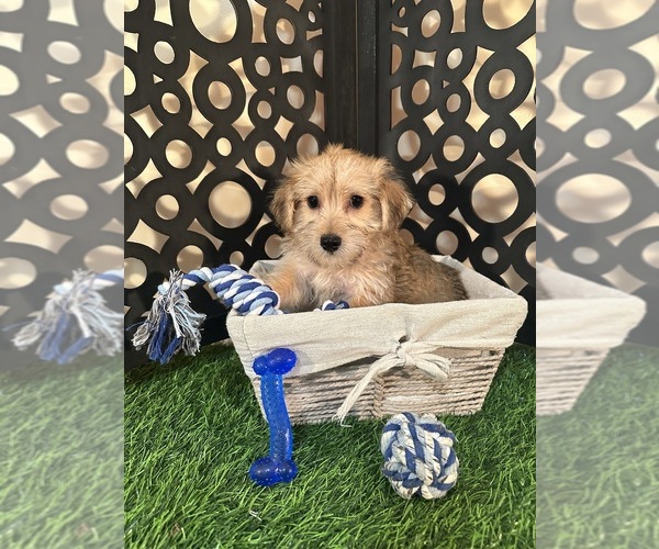 Medium Photo #1 Yo-Chon Puppy For Sale in MOUNT VERNON, OH, USA