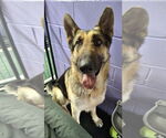 Small #49 German Shepherd Dog