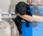 Small Photo #2 Goldendoodle-Miniature Australian Shepherd Mix Puppy For Sale in MCALESTER, OK, USA