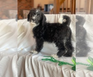 Miniature Bernedoodle Puppy for sale in INDIANAPOLIS, IN, USA