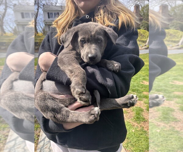 Medium Photo #3 German Shepherd Dog-Unknown Mix Puppy For Sale in Brewster, NY, USA