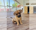 Puppy Russell Jack Russell Terrier