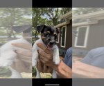 Puppy Bear Jack Russell Terrier