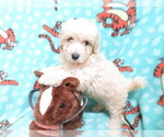 Small Photo #6 Maltipoo Puppy For Sale in HARTVILLE, MO, USA